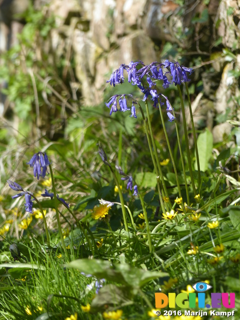 FZ028557 Bluebells by stone wall